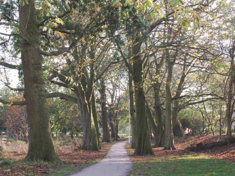 Young People's Forest at Mead Circular